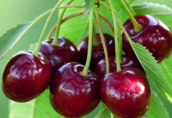 樱桃的正确清洗方法,香甜樱桃怎么清洗