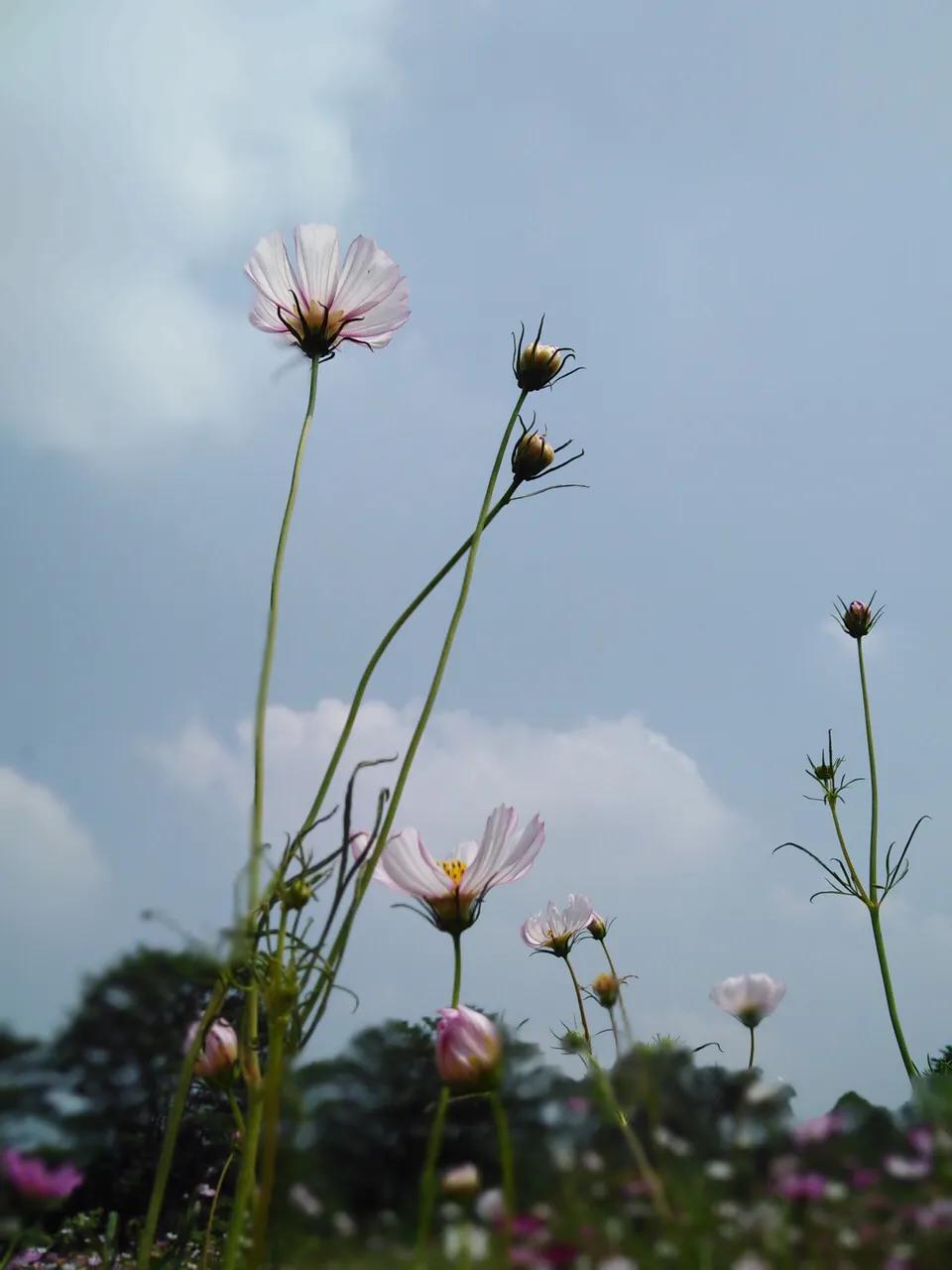美林湖花海门票,美林花海