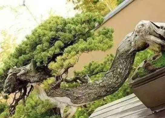 世界上最稀有最名贵的花,世界上最漂亮名贵的花