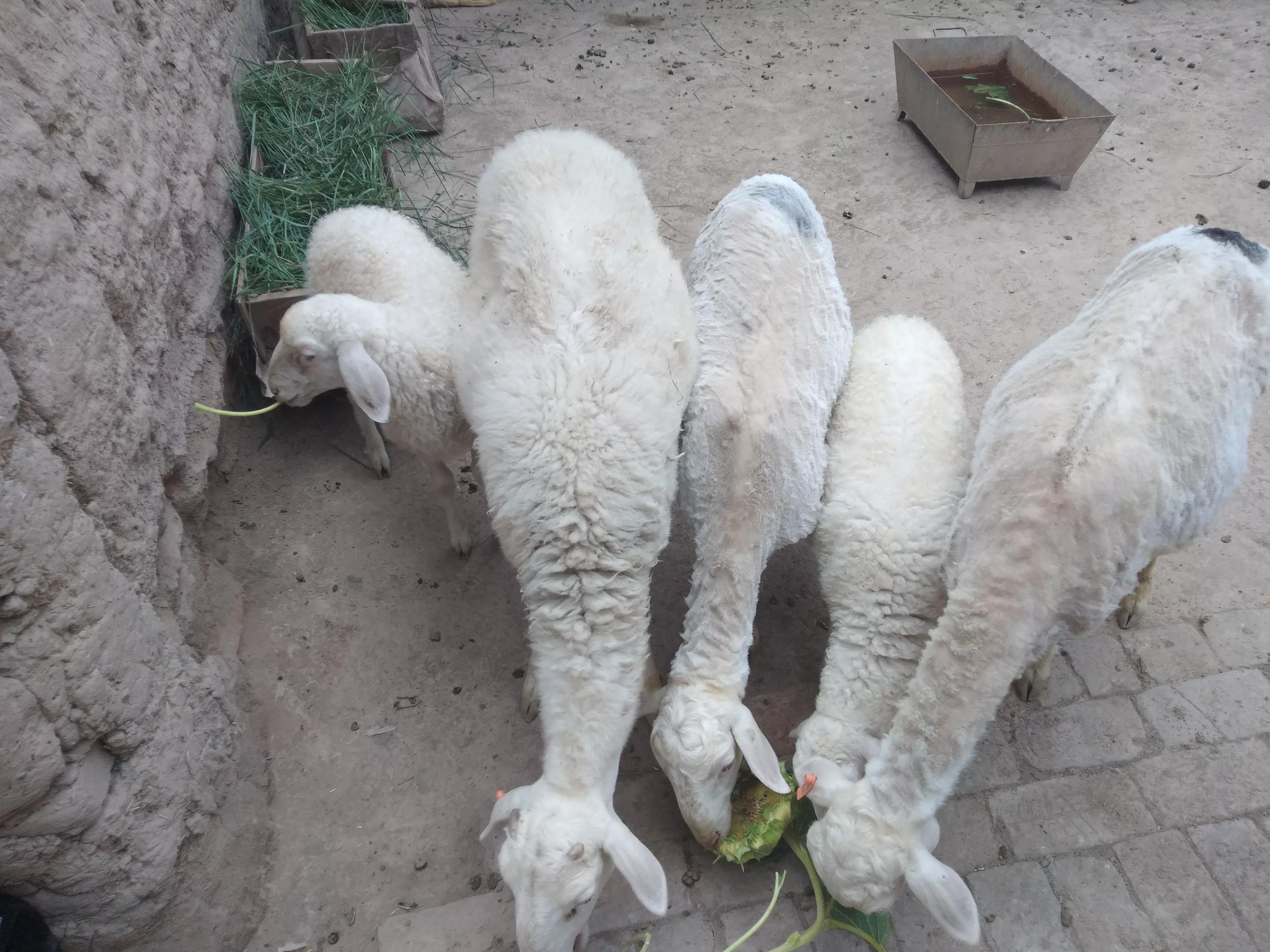 养100只羊如何盈利啊,养羊养什么羊效益最好