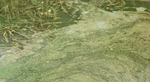 蟹塘蓝藻的原因和处理,蟹塘蓝藻处理方法