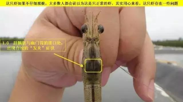 养殖南美对虾对水质有什么要求,论南美白对虾养殖水质透明度