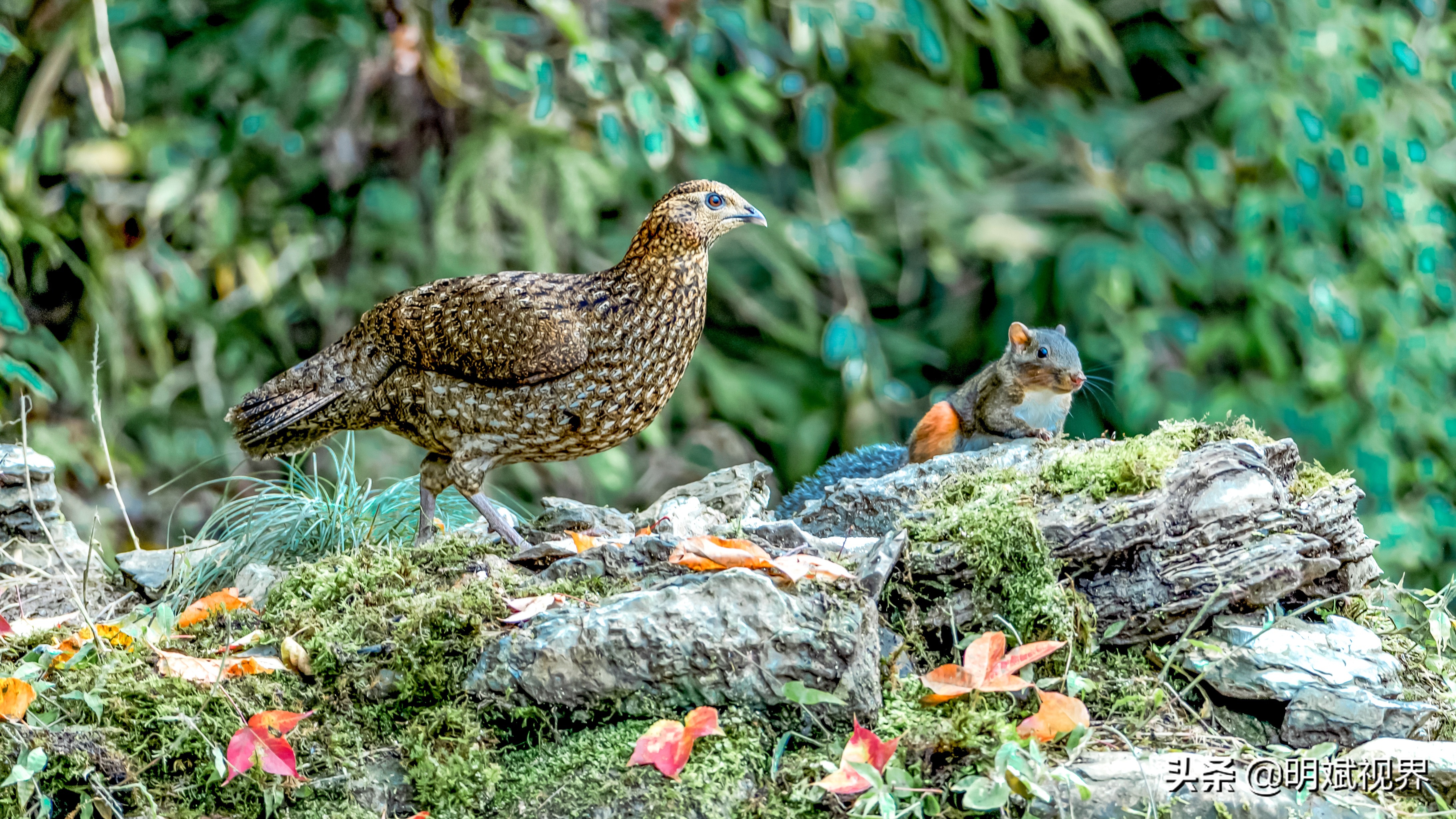 南川红腹角雉图片,重庆南川红腹角雉拍摄点