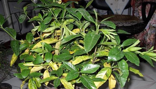 栀子花黄叶的原因及其处理方法,栀子花黄叶是什么原因如何处理