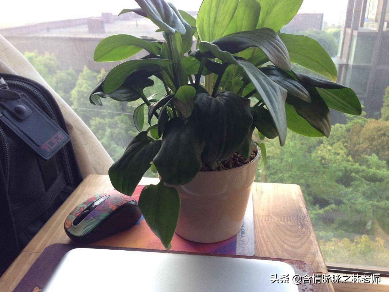 家里植物长得不好有什么说法,家里什么植物都养不好是什么原因