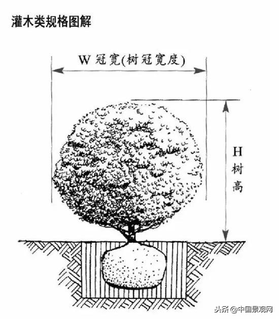 常用绿化苗木的术语有哪些,绿化苗木叫法有哪些