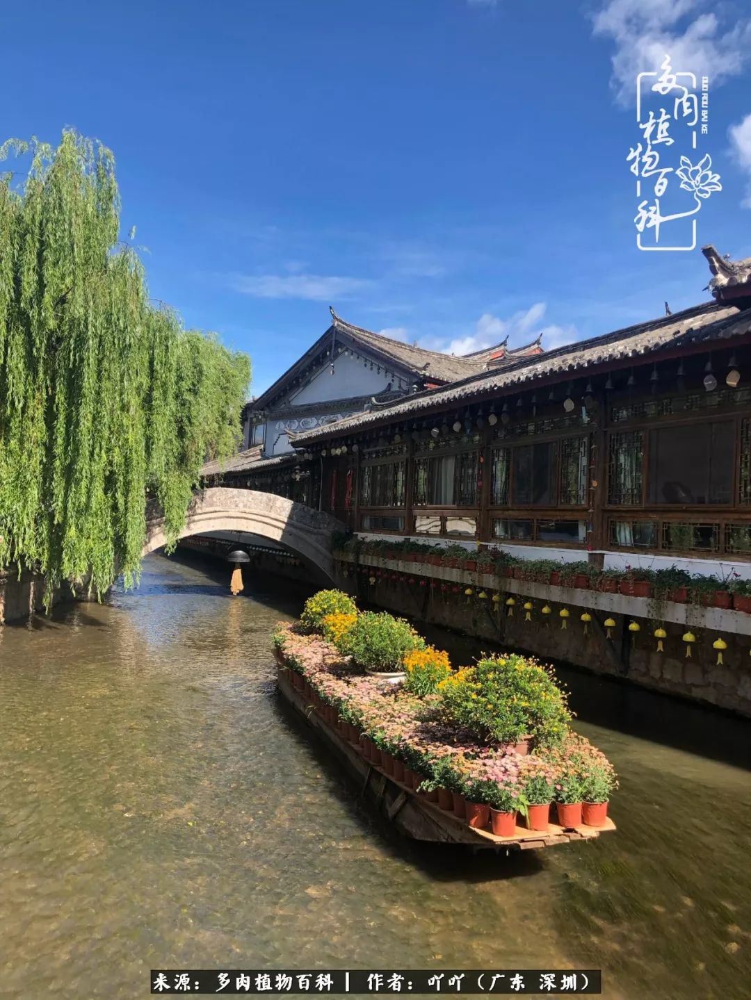 涓冨僵浜戝崡澶氳倝,浜戝崡澶氳倝涔嬫梾