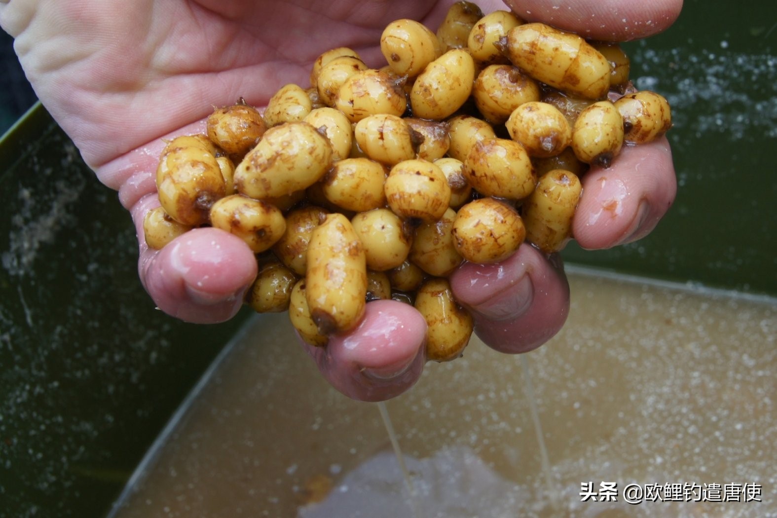 欧鲤钓必须用弯背钩吗,欧鲤钓真的那么厉害吗