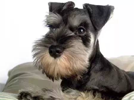 犬类图解,犬类大全100个视频