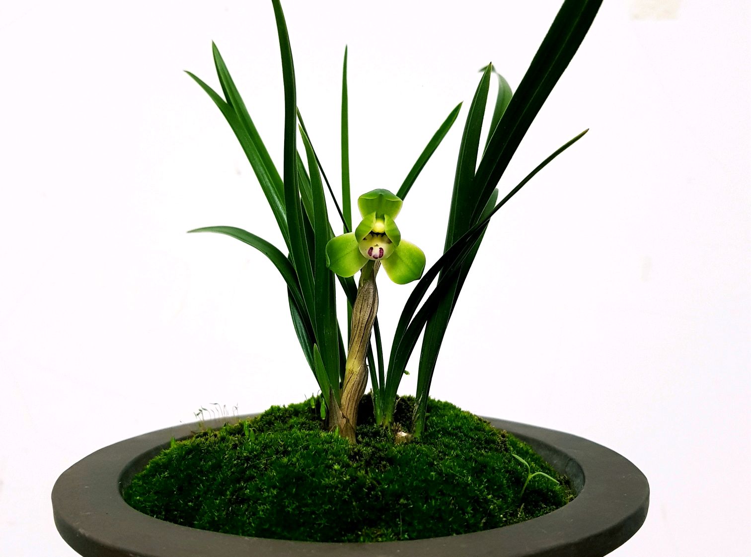 兰花的老芦头还能长出新叶吗,兰花老苗中间叶发黄