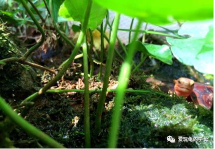 黄缘龟该如何造景,黄缘龟造景用河沙