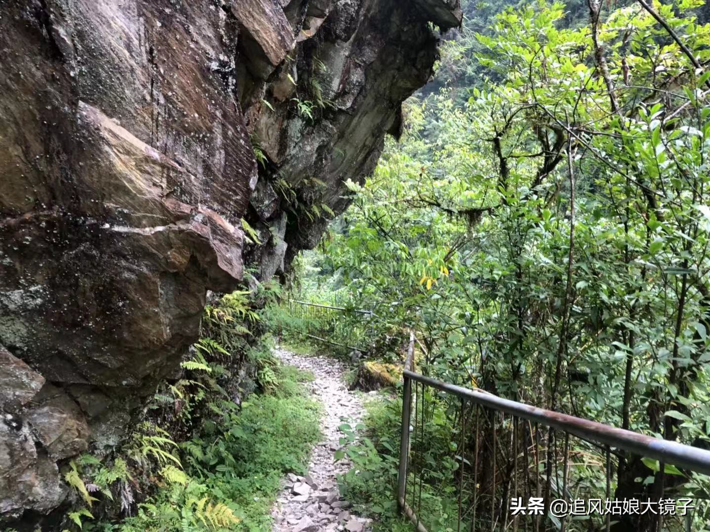 穿越原始的森林,穿越原始森林巨大蜈蚣