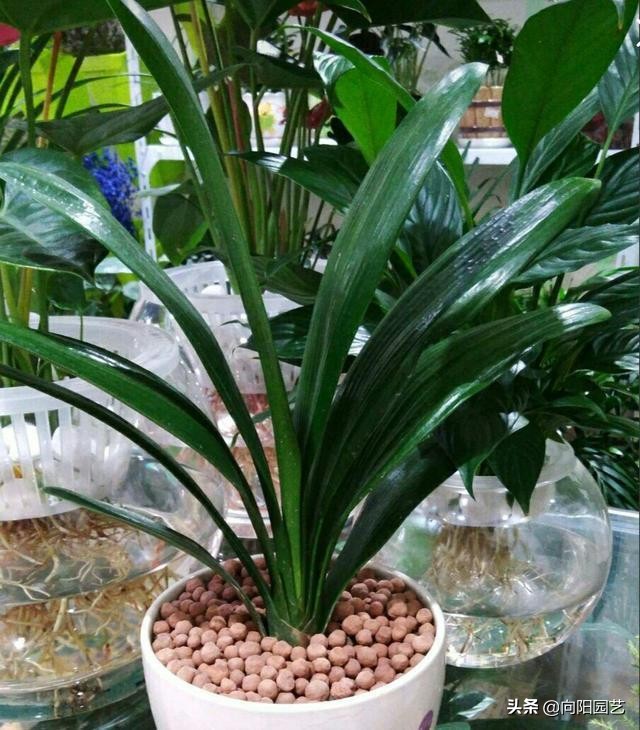 养花土壤板结阿司匹林用量,阿司匹林维生素c泡腾片养花