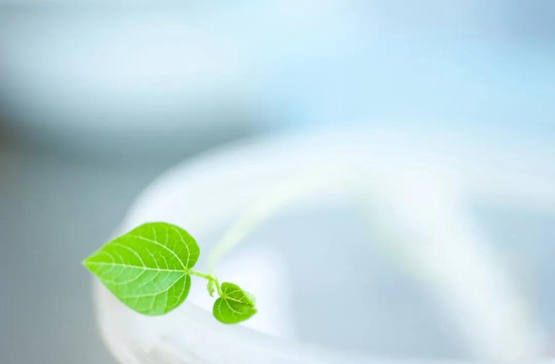 做自己灵魂的摆渡人的意思,做自己生命的摆渡人