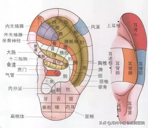 小耳朵大乾坤,耳穴的秘密中医