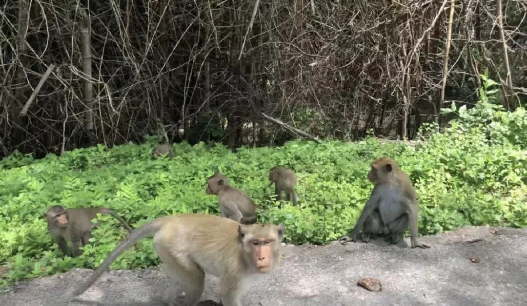 为什么泰国不能开夜车,在泰国开车的体验