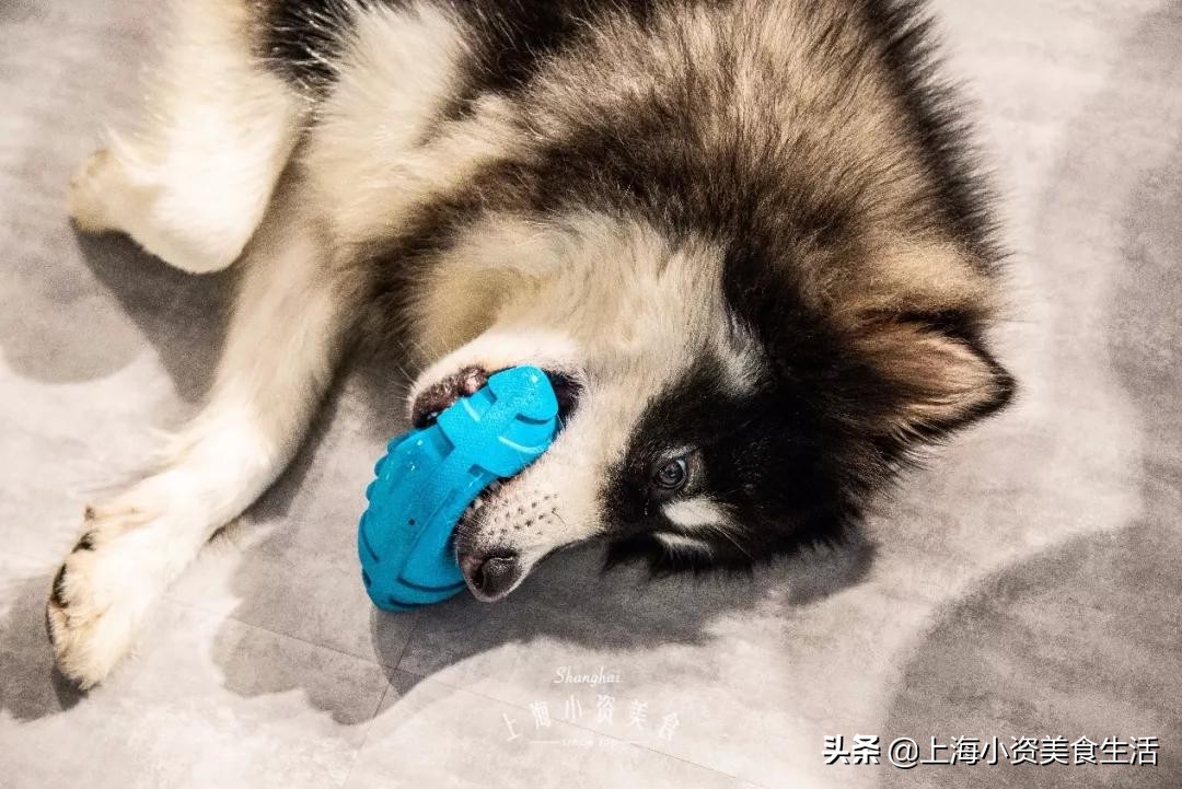 魔都哈士奇体验馆宠物咖啡,魔都哈士奇咖啡馆