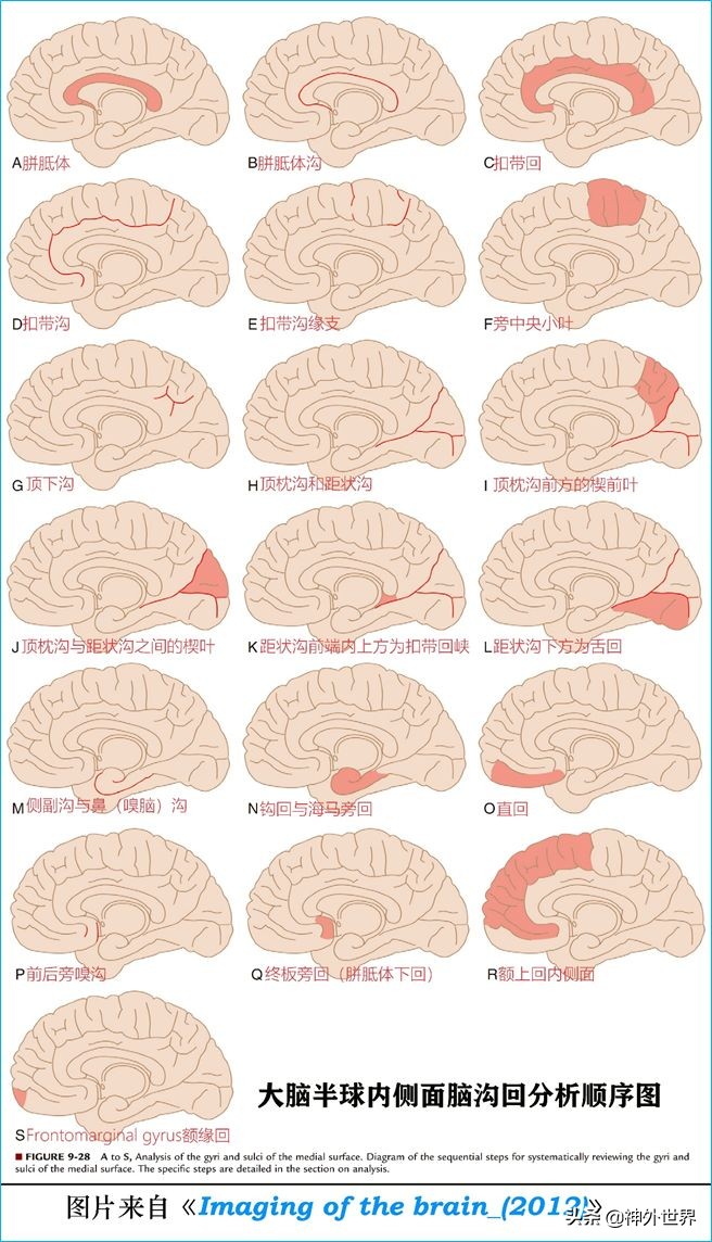 脑解剖学讲解视频全集,脑功能解剖学习