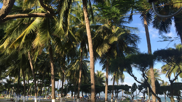 瓒婂崡鑺藉簞娴锋哗鏅尯瑙嗛,瓒婂崡鑺藉簞榛戝矝娴锋哗