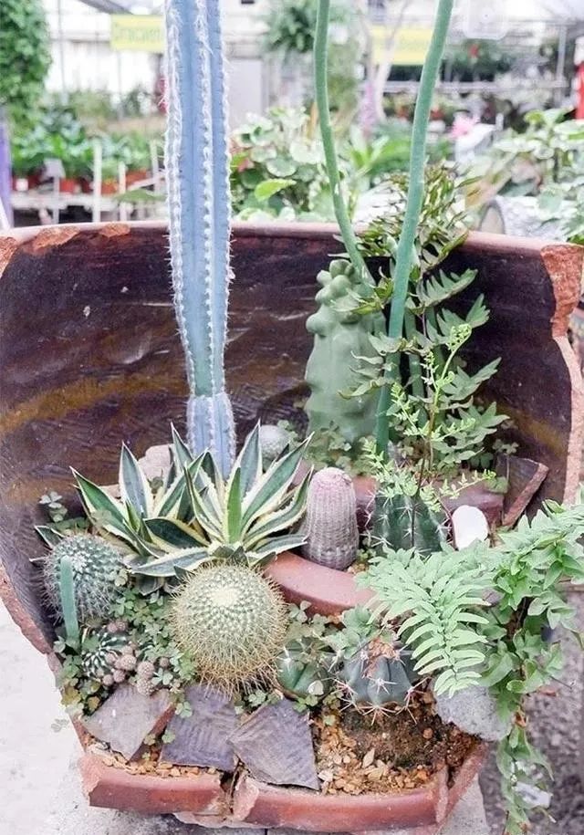 摔碎的花盆别扔做成盆栽超精美,打碎的花盆怎么变成宝