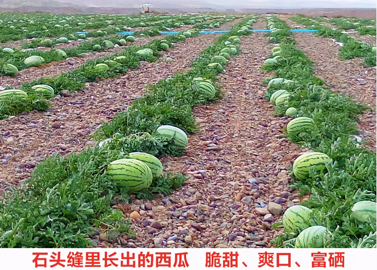 宁夏沙瓤瓜怎么挑,宁夏的灵武长枣和硒砂瓜哪个出名