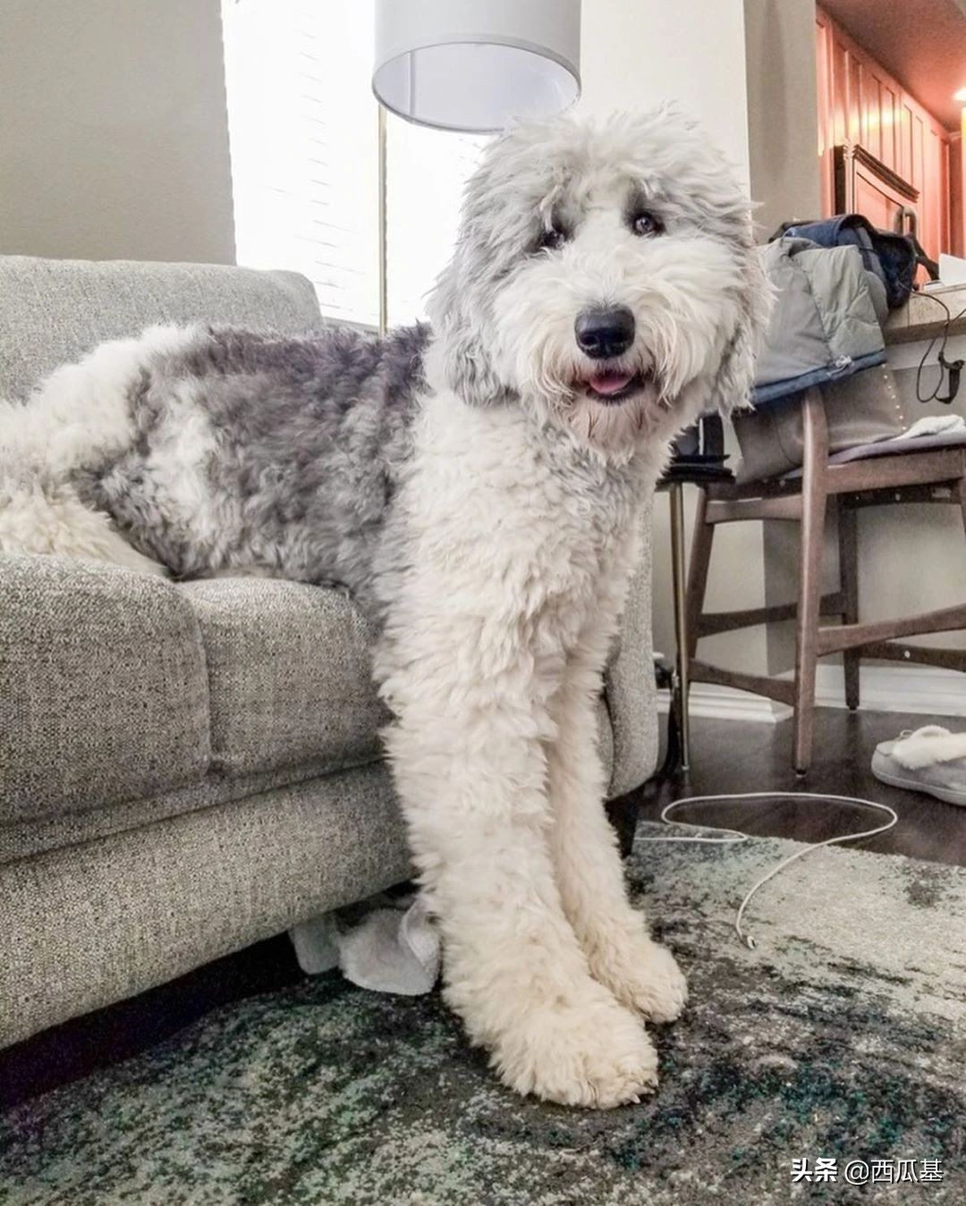 每天摸一只小狗小猫,每天摸一只小猫小狗