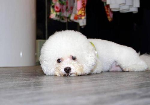 比熊犬会有狂犬病吗,养比熊会得狂犬病吗