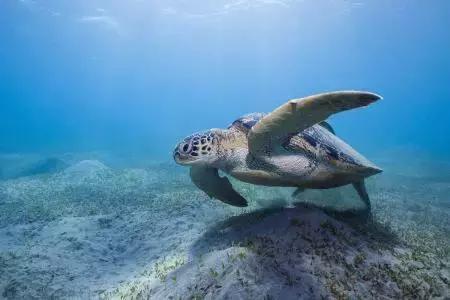 观看海洋博物馆的作文,海洋馆探险之旅作文