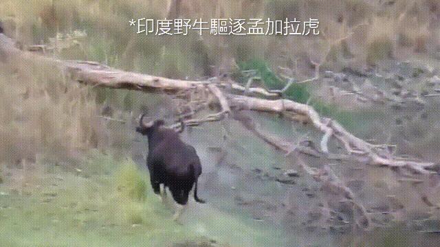 阿努纳奇创造人类7次文明,阿努纳奇人类起源