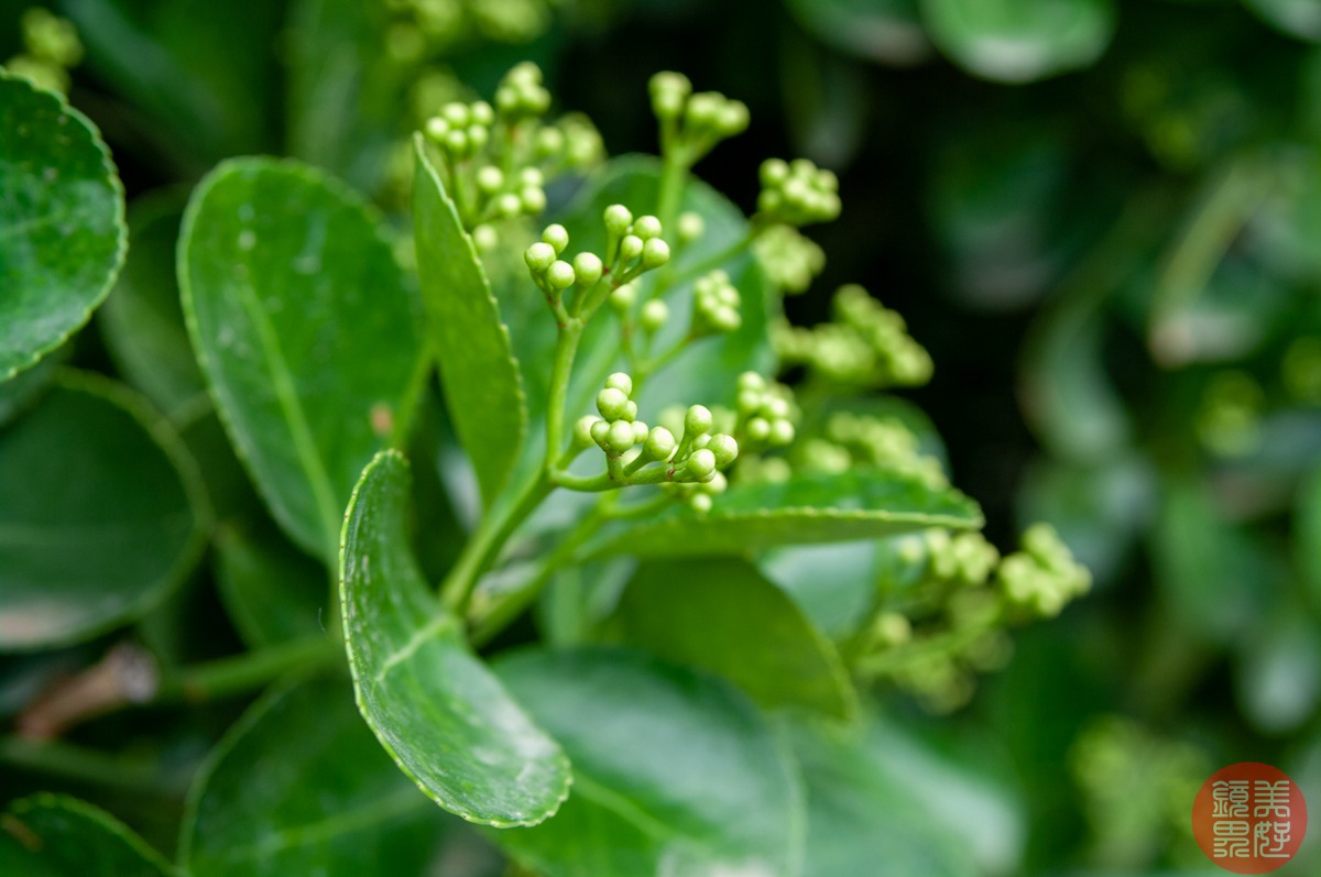 老镜记，Contax35-135/3.3-4.5改装宾得口并试镜