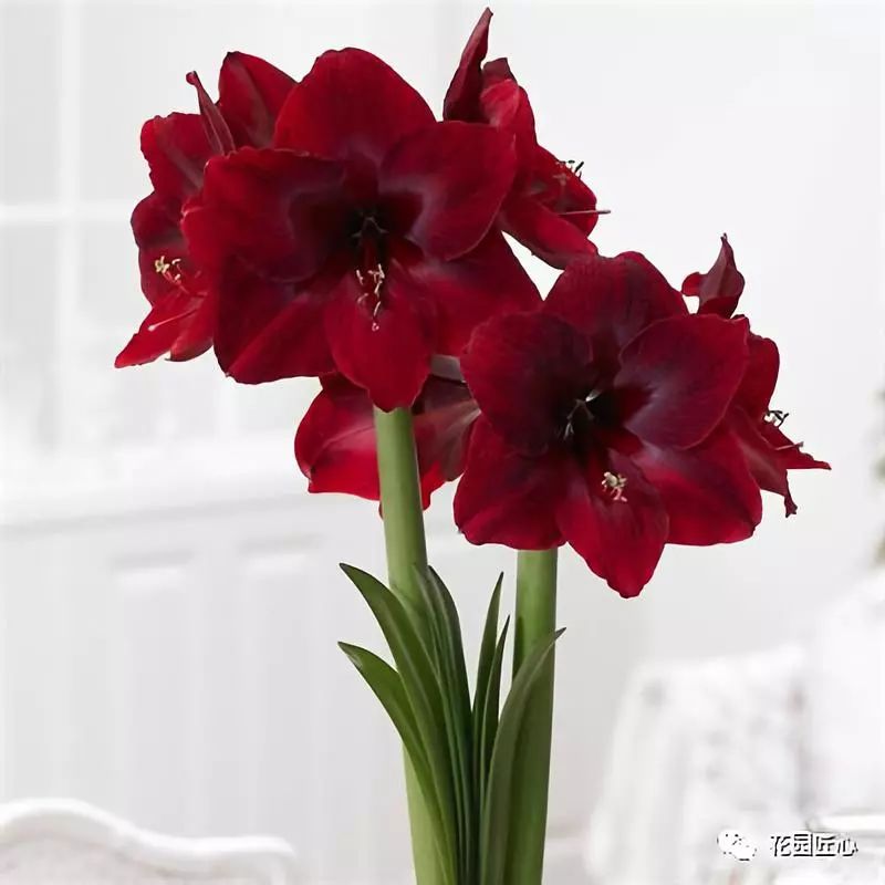 朱顶红为什么老是烂球,怎么才能让朱顶红不生小球