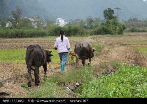 也忆＂拾豆”往事
