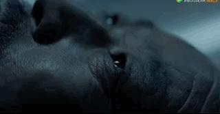 醉里挑灯看大刀：闯关东的他们回来了