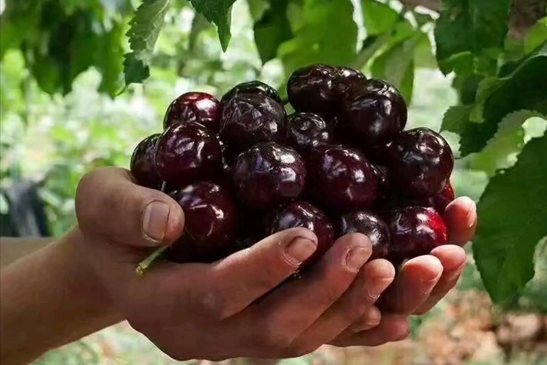 大樱桃裂果咋办？我国农民有一“神奇操作”，专家反对，照样大火