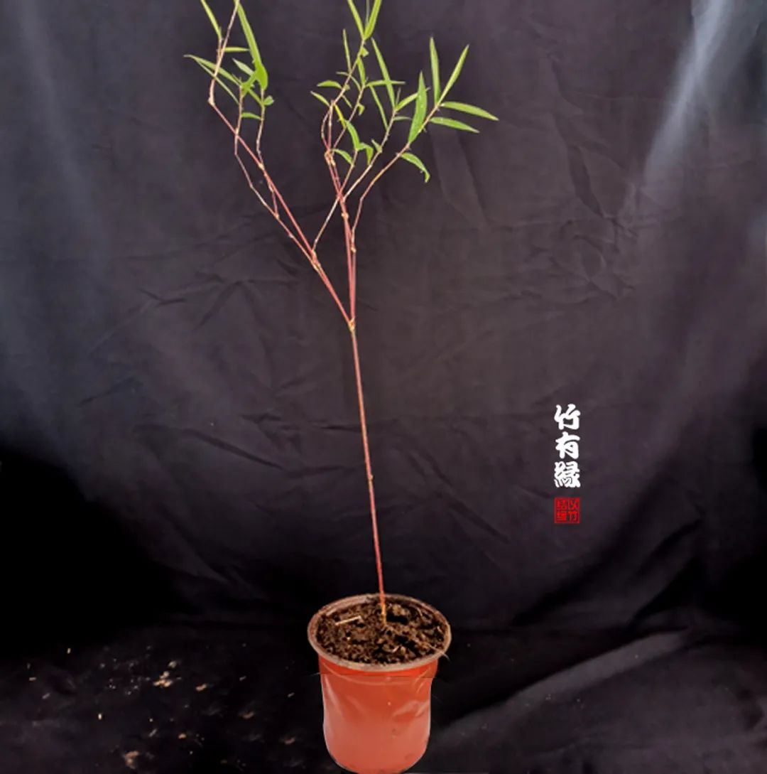 观赏竹怎么养护种植,养竹用什么营养液