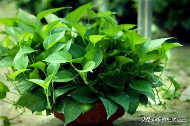 绿萝老是养死是什么原因,绿萝养护方法注意事项