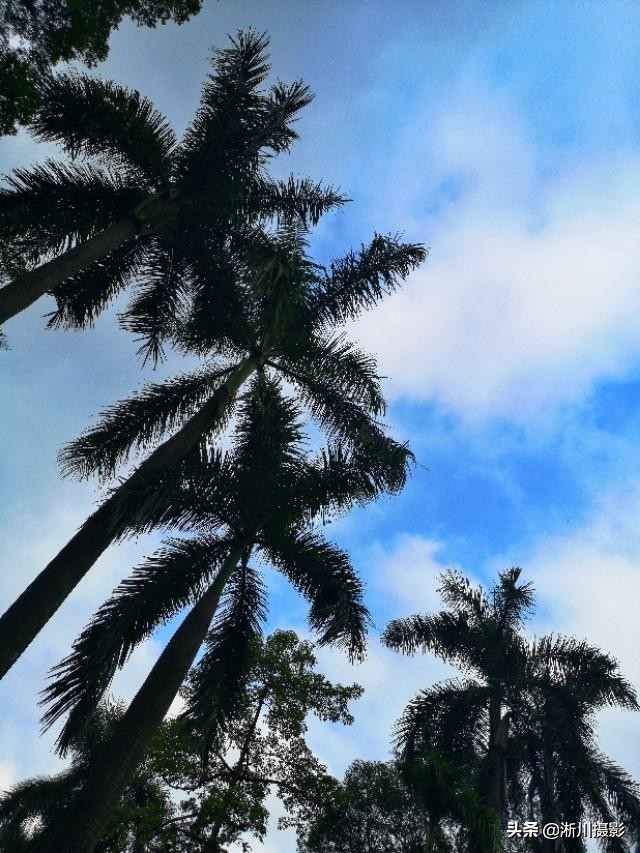 中国最美丽的校园照片,中国最美丽的校园中山大学南校区