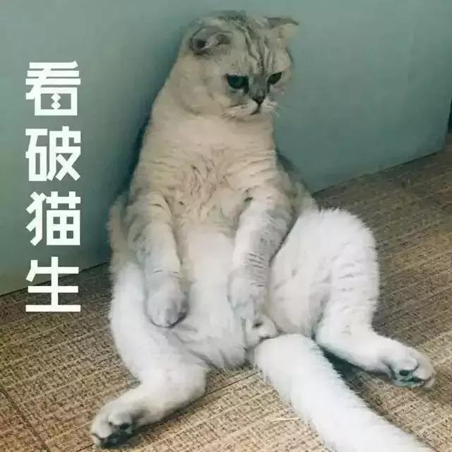 虐猫怎么处理最好,为什么虐猫的越来越多了