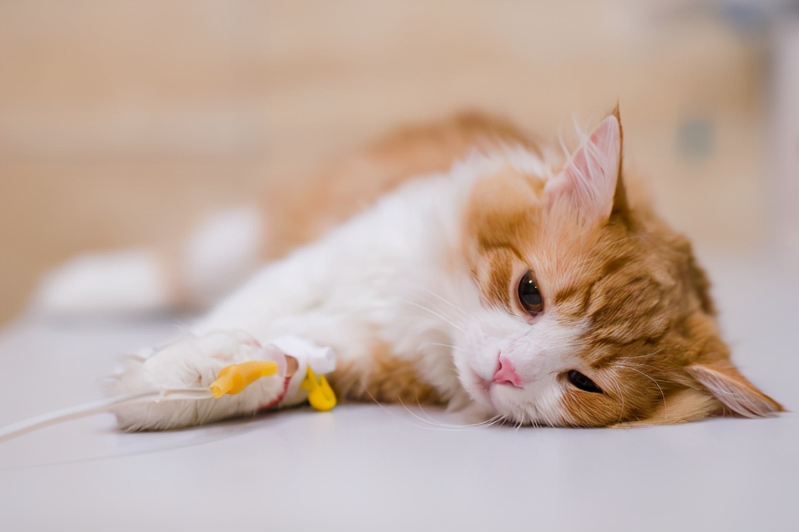 狗狗肠胃炎治愈的可能性大吗,狗狗肠胃炎预防