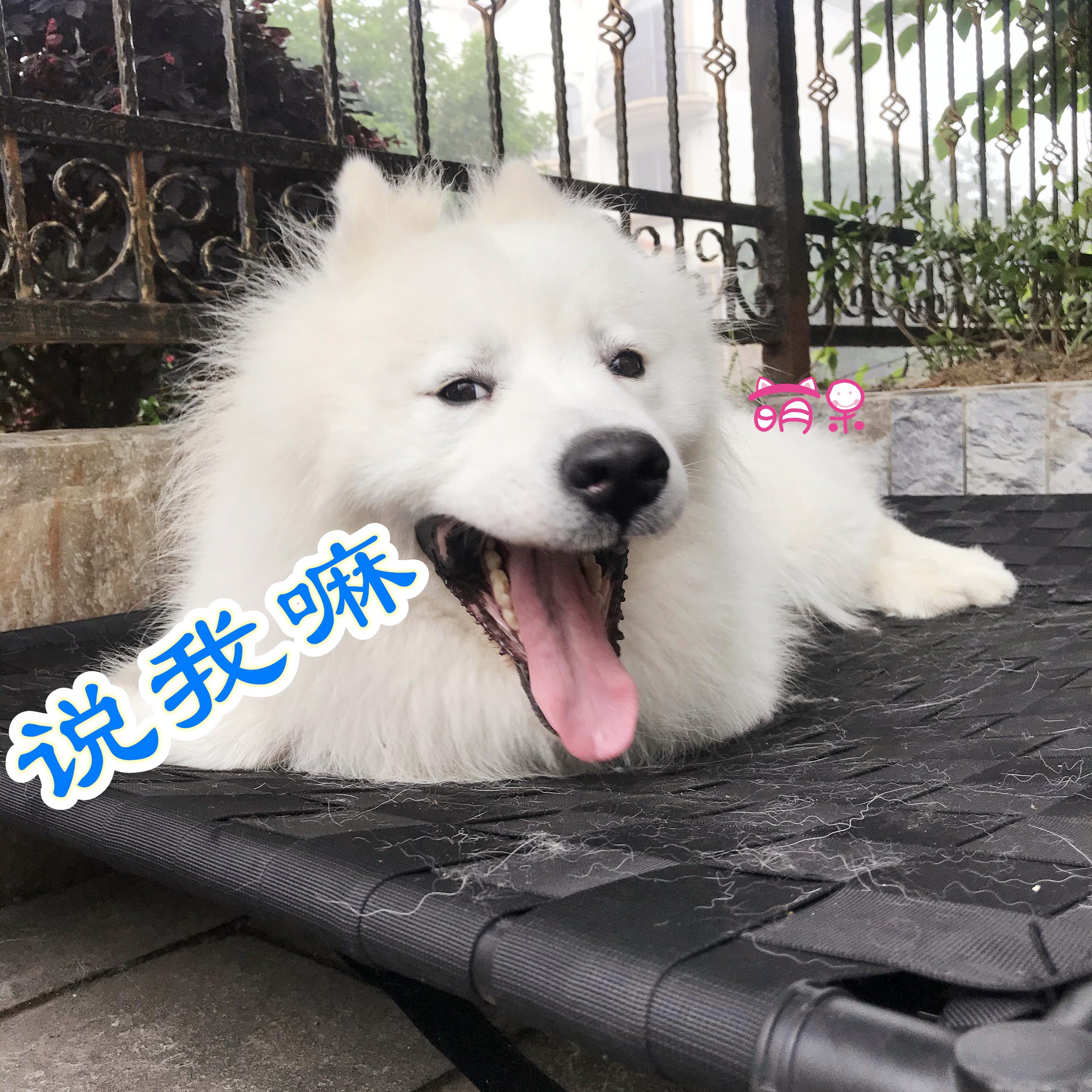 狗狗在家里随地大小便怎么办,下雨天狗狗不在家里大小便怎么办