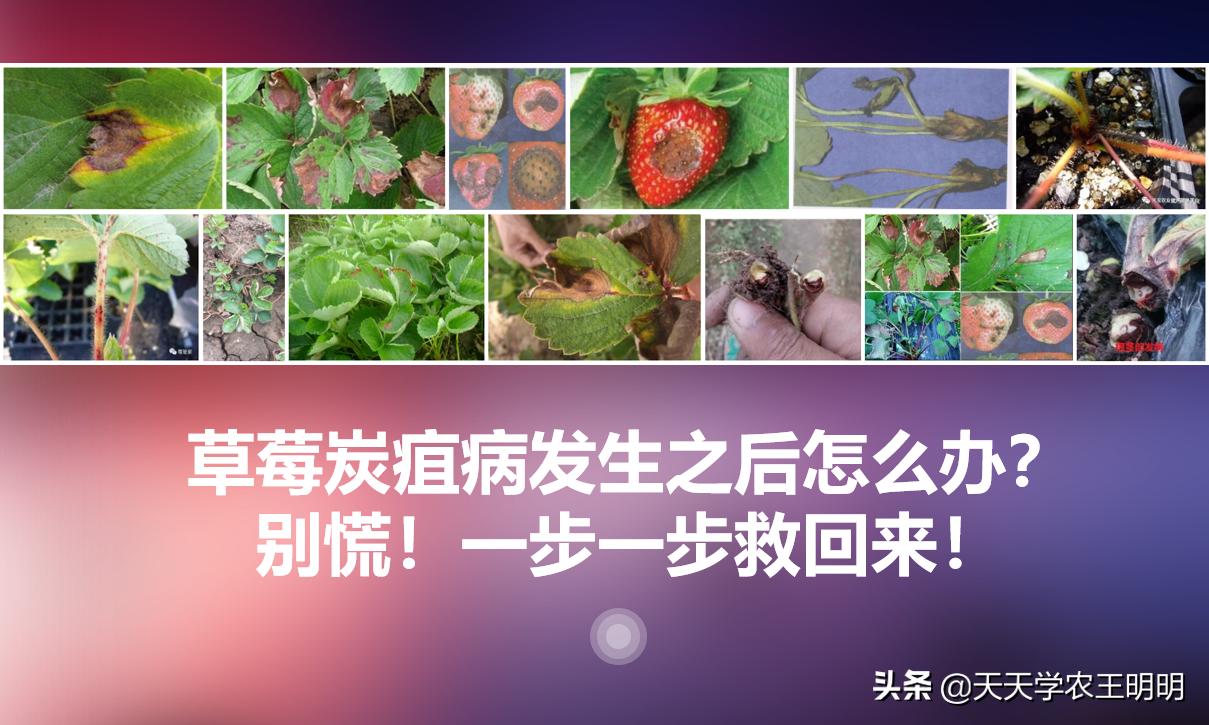 草莓得了炭疽病怎么办,草莓已经开花结果得炭疽病怎么治