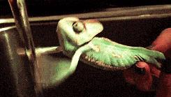 捡来的松果不要扔其实它大有用处,路上捡的小松果不要扔