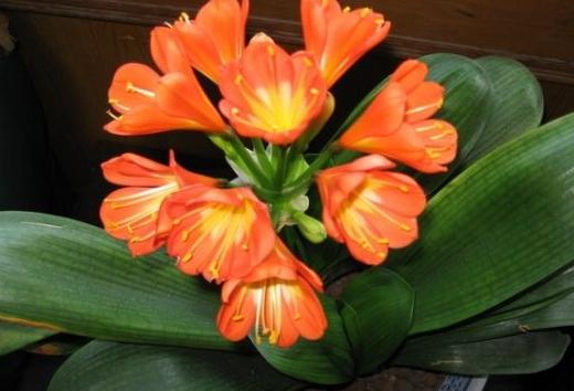 油烟机的废油别扔留下省钱又实用,油烟机废油养花的正确方法