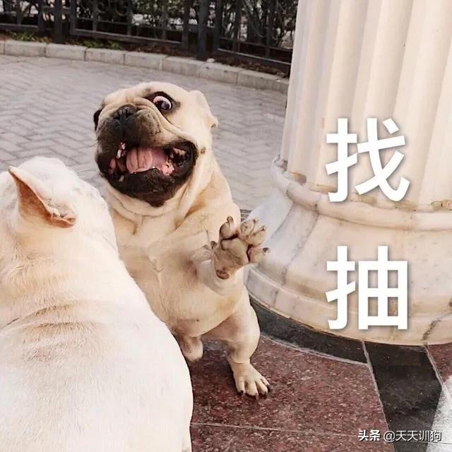 科学养犬四个标准是指哪些,科学养宠攻略狗不能吃什么