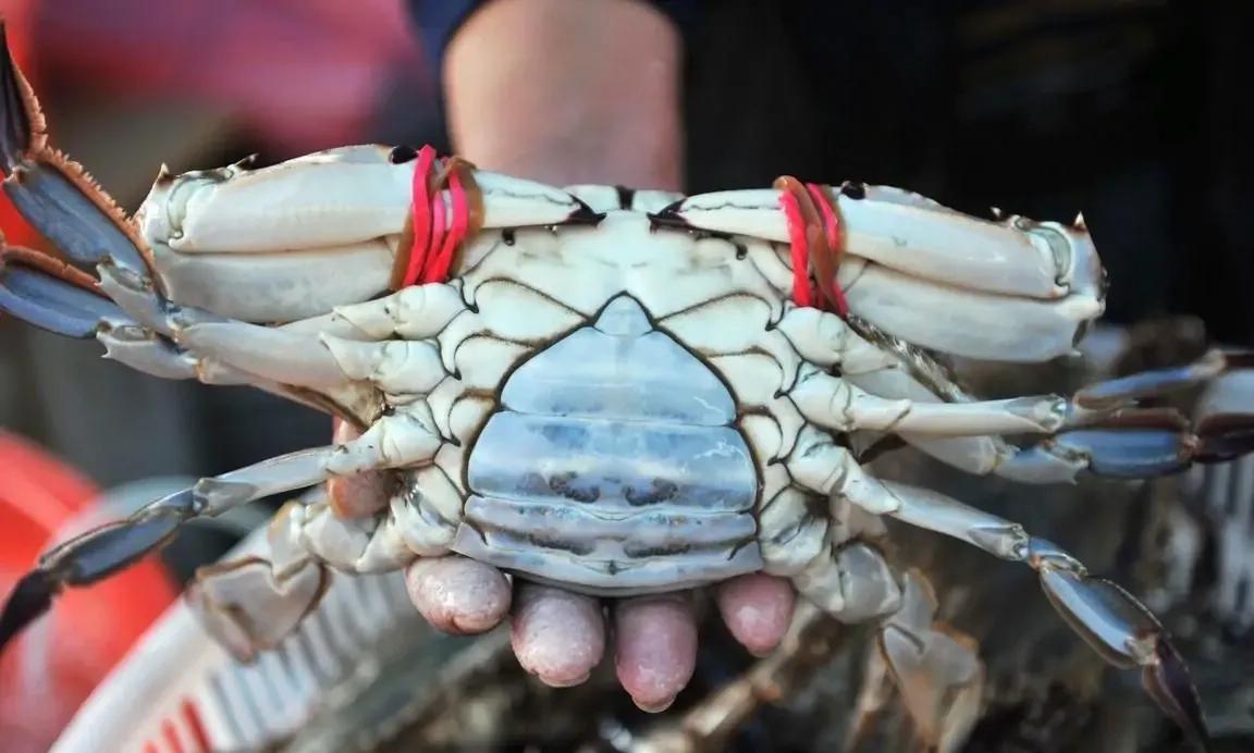 现在梭子蟹怎么挑选,梭子蟹怎么挑选才好
