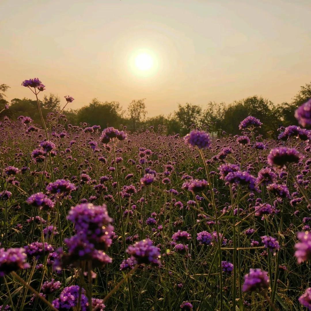 厦门香山有什么风景,厦门翔安必去8个景点香山