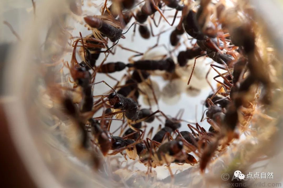 宠物蚂蚁基础知识,宠物蚂蚁怎么养新手教程
