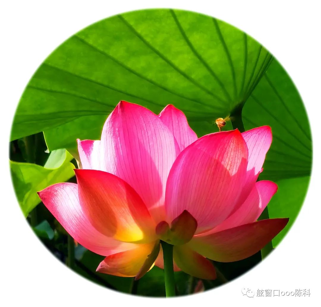 火红色的七月,火红的7月