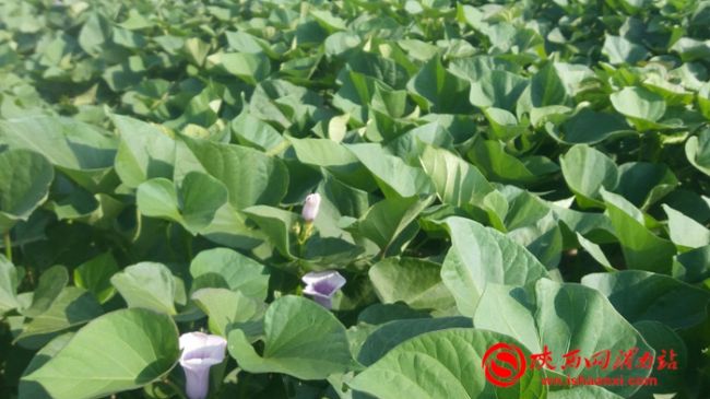 玉田红薯新品种,新品种红薯图片大全