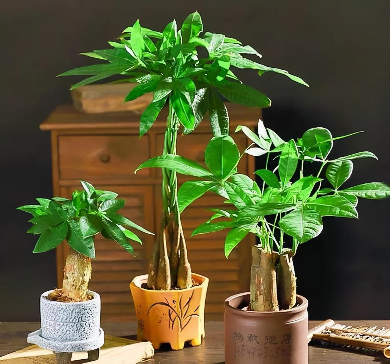 买花经验要牢记,网购花卉如何避坑